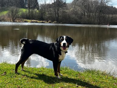 Appenzeller vom Reiwieskopf